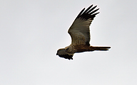 05 Western marsh harrier (Circus aeruginosus)